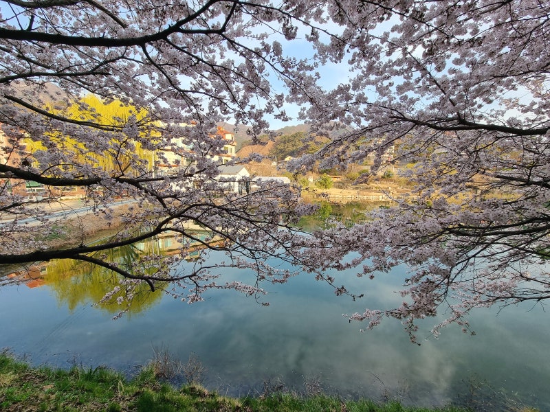 원주 벚꽃 명소 행구동 브런치 카페